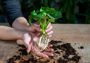 123 planten - 3_20241121154052597