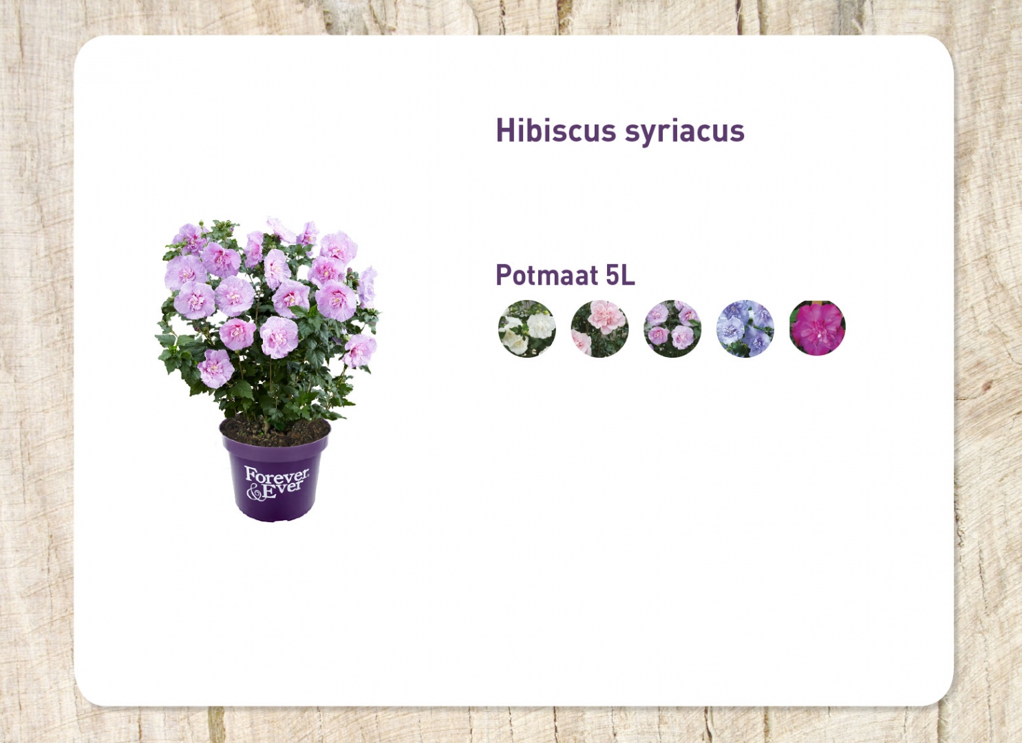 hibiscus_20171020133225